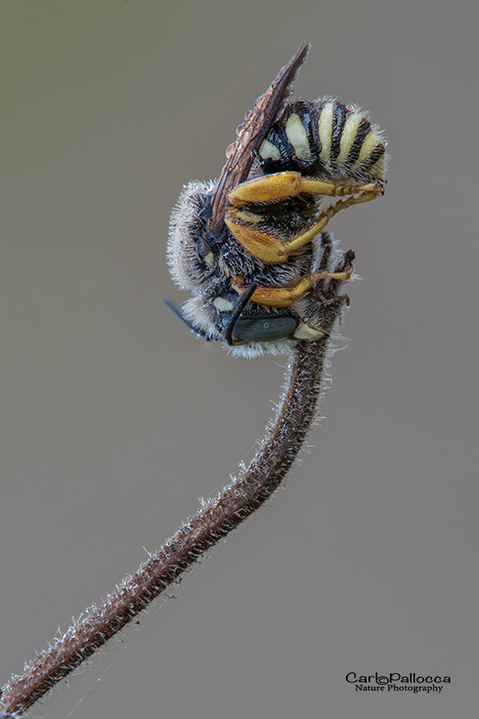 Apidae Megachilinae: cfr. Anthidium sp.