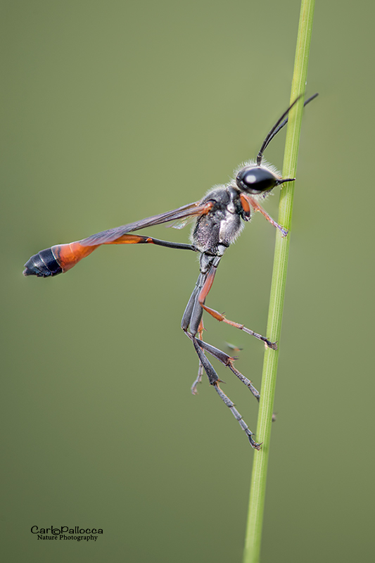 Ammophila heydeni heydeni, Sphecidae