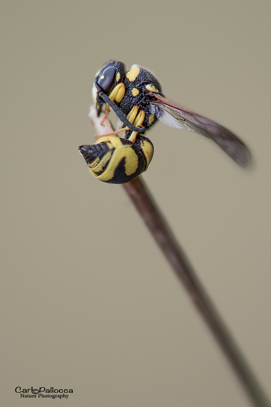 Vespidae Eumeninae