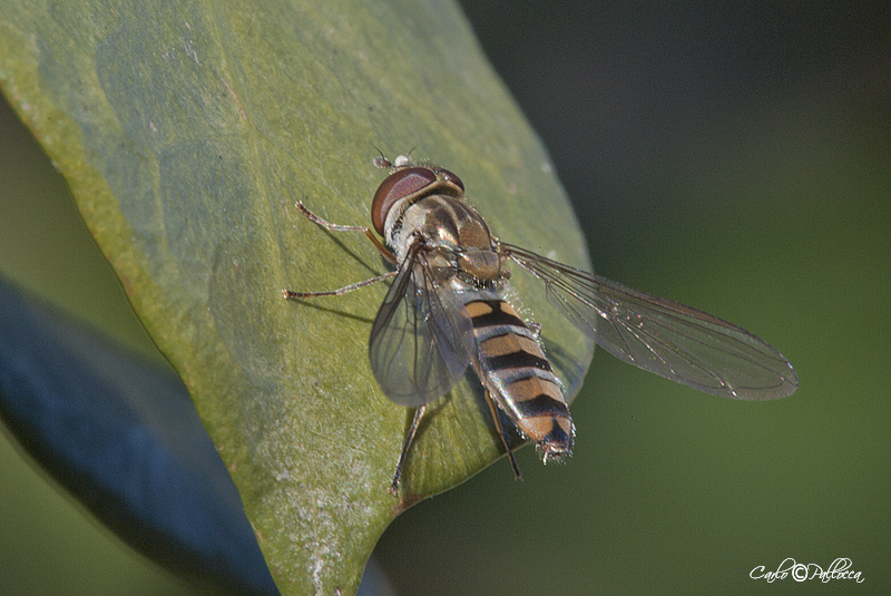 Syrphidae Didea fasciata?