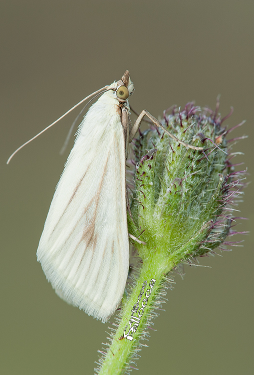 Falena??? - Sitochroa palealis