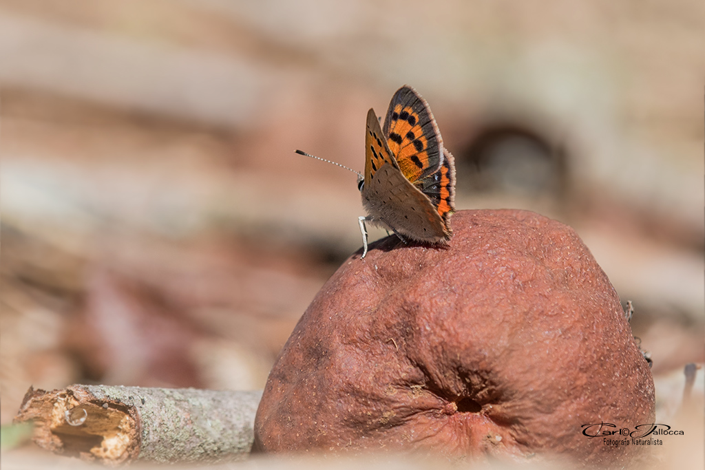 Lycaena phlaeas