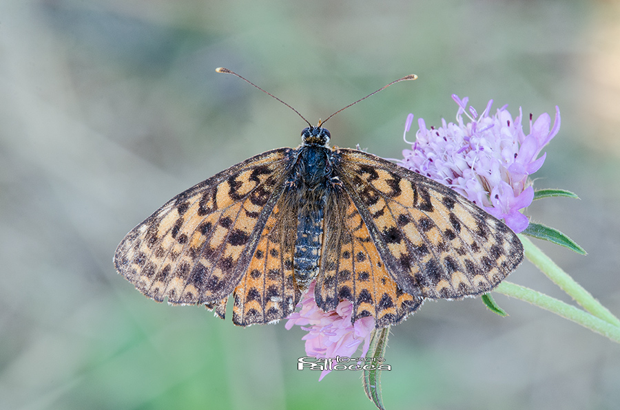 Nymphalidae????? - Melitaea dydima