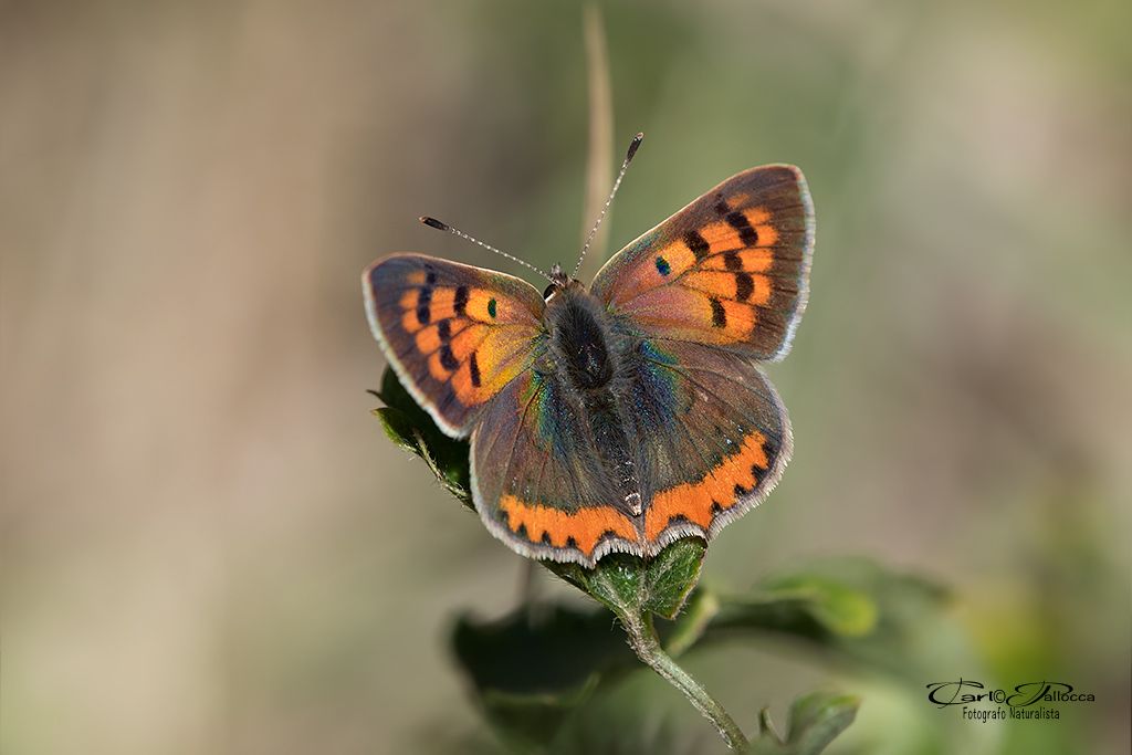 Lycaena phlaeas