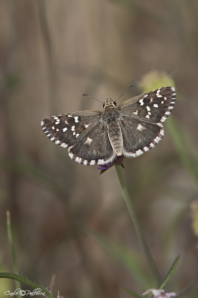 Pyrgus malvoides?