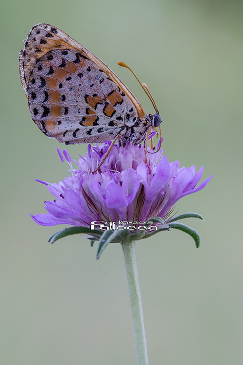 Nymphalidae????? - Melitaea dydima