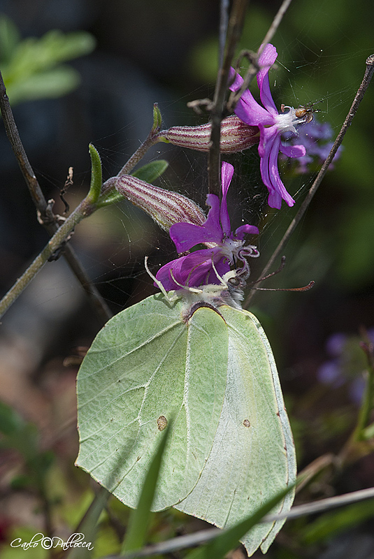 Gonepteryx con ragno