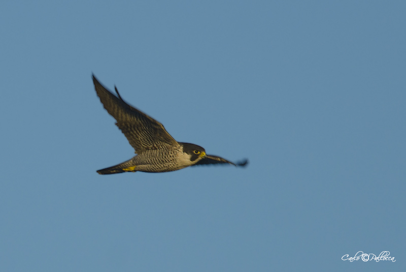 Falco Pellegrino