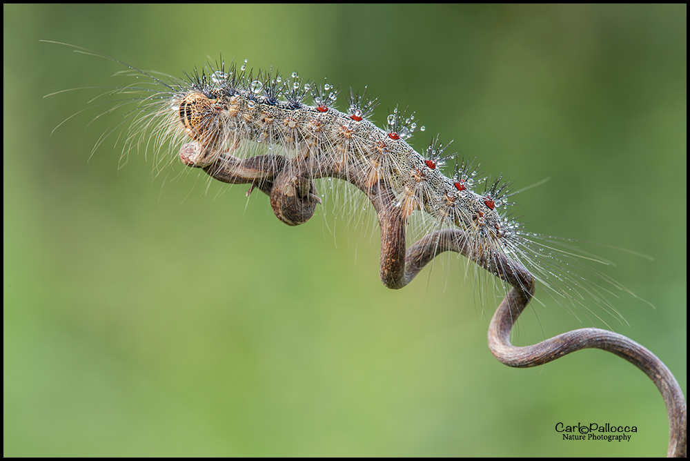 ID bruco - Lymantria dispar, Erebidae Lymantriinae