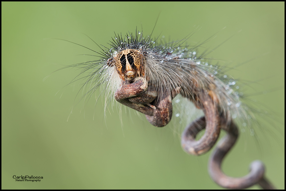 ID bruco - Lymantria dispar, Erebidae Lymantriinae