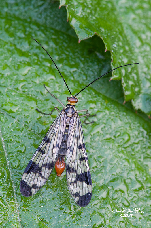 Maschio di Panorpa sp.