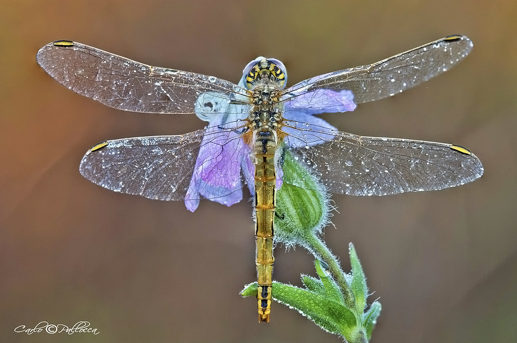 Libellula