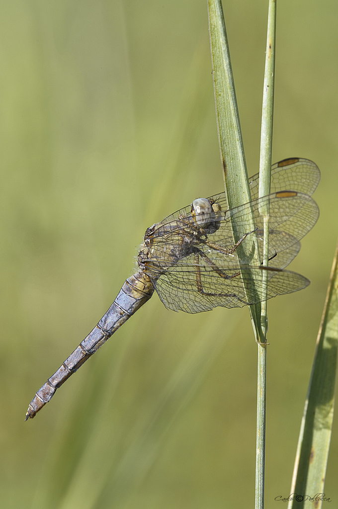 Dubbio su Orthetrum coerulescens