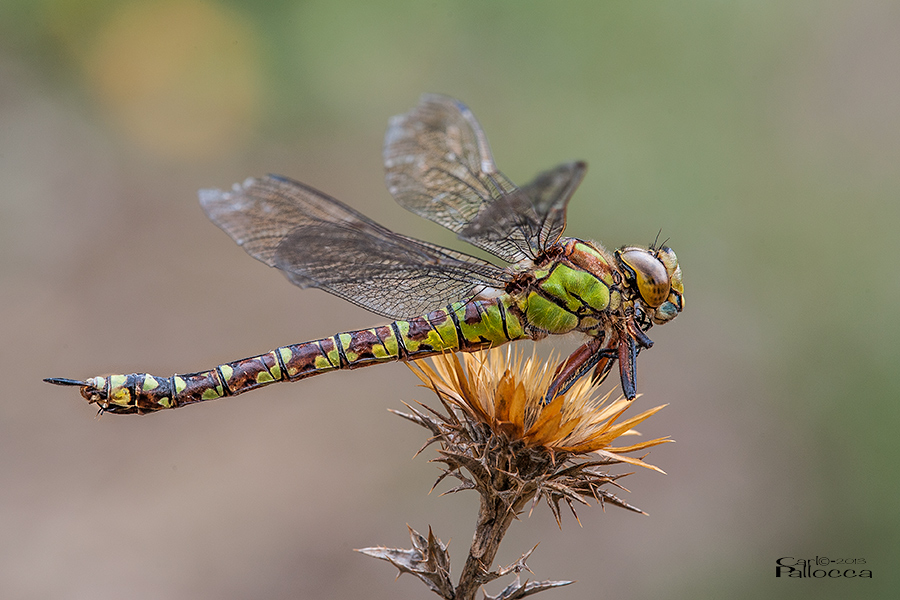 Quale specie? Aeshna cyanea