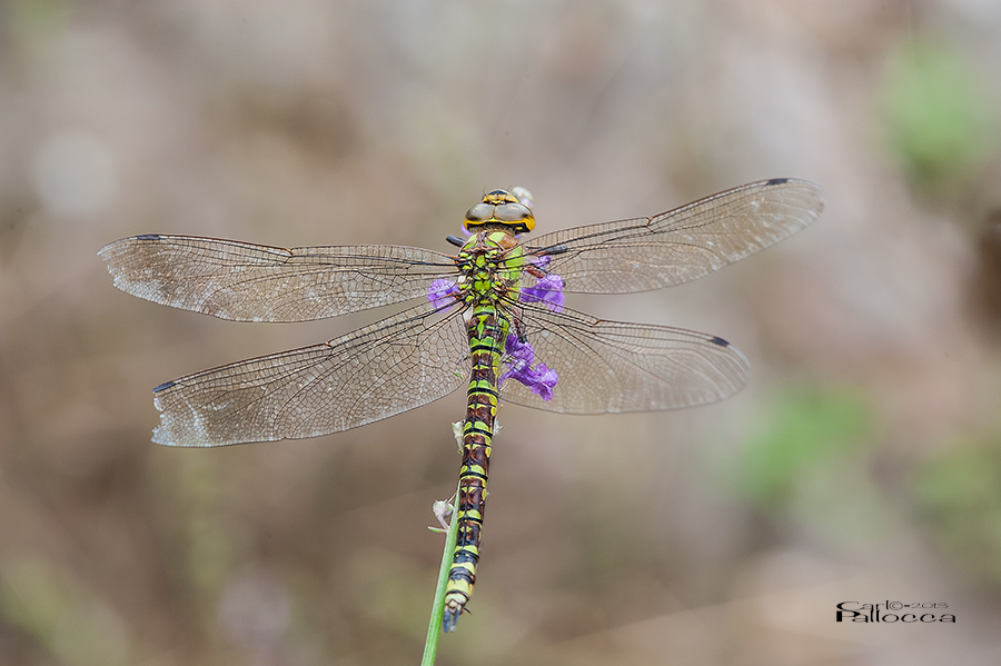 Quale specie? Aeshna cyanea