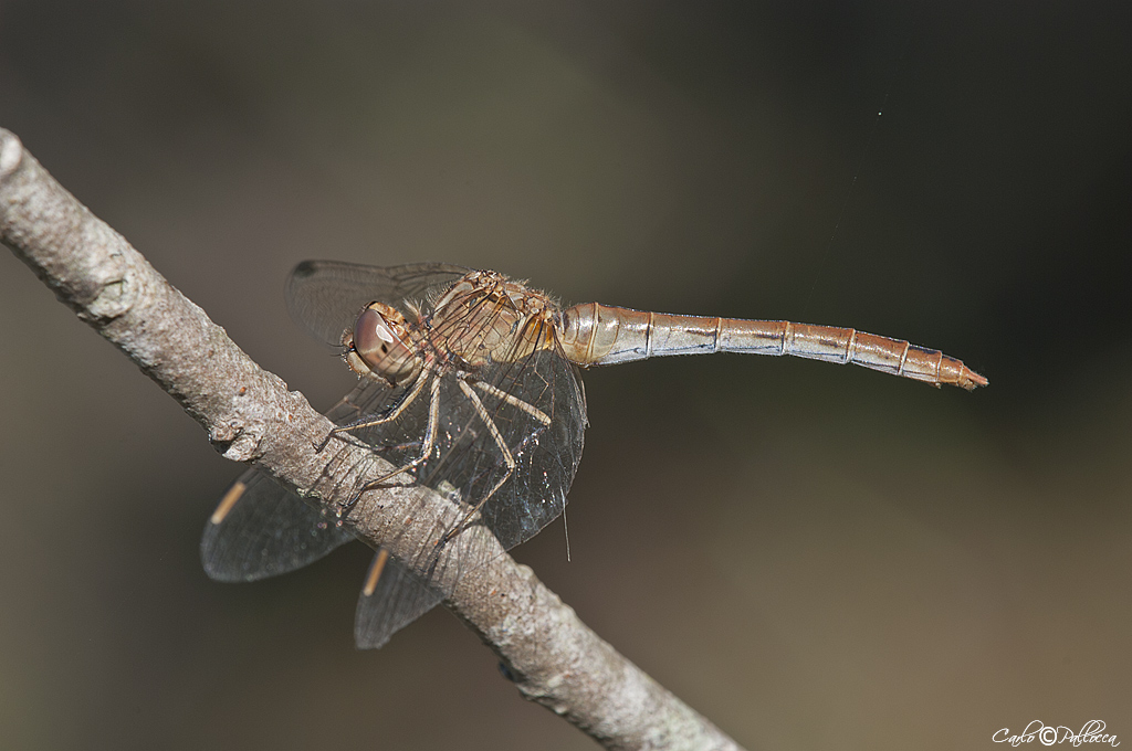 ID Libellula