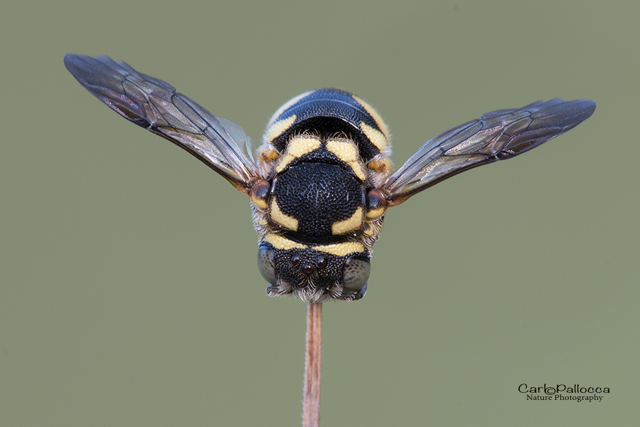 Anthidiellum strigatum, Apidae Megachilinae