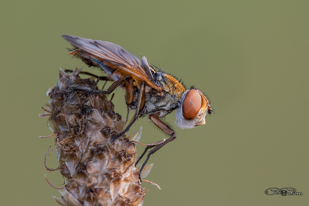 Ectophasia crassipennis maschio (Tachinidae)