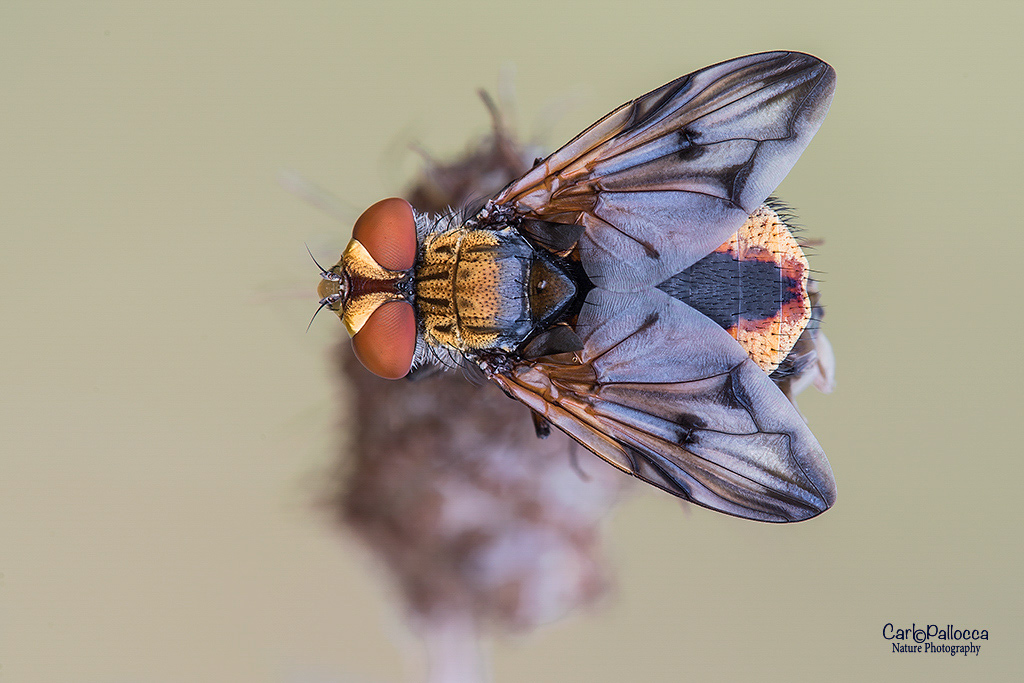 Ectophasia crassipennis maschio (Tachinidae)