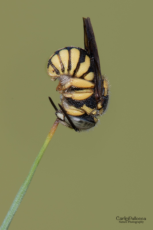 Anthidiellum strigatum, Apidae Megachilinae