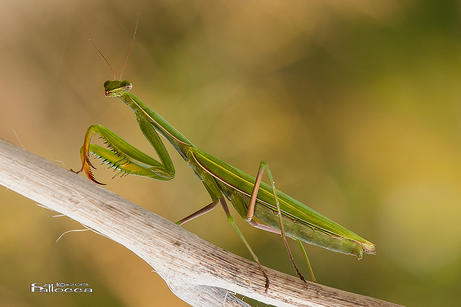 Mantide Religiosa (femmina)