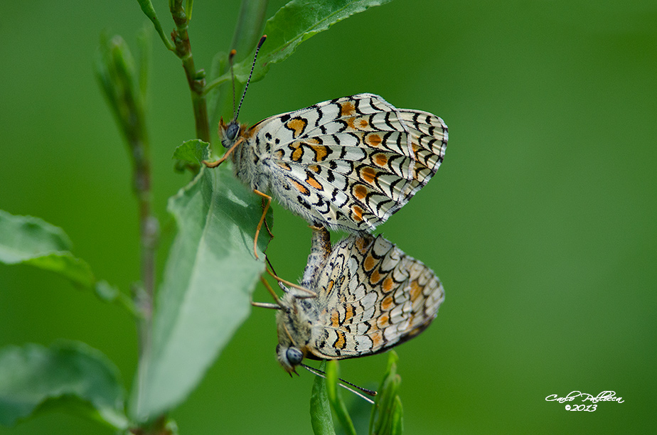 Melitaea aetherie???