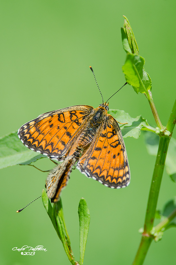 Melitaea aetherie???