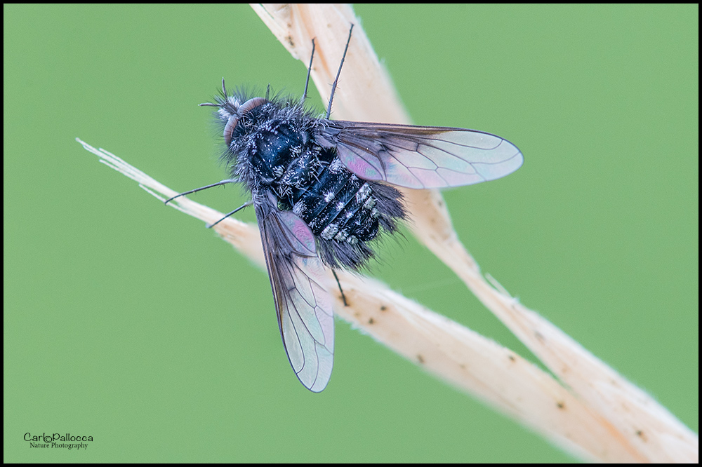 Bombyliidae: Bombylella atra