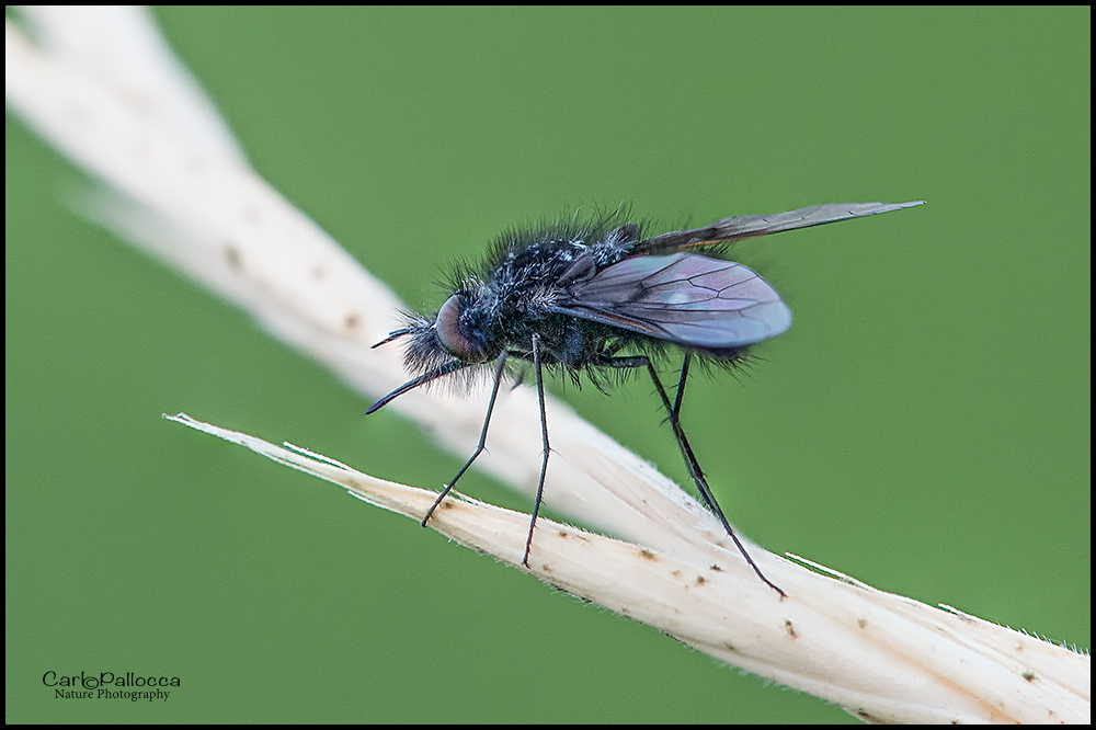 Bombyliidae: Bombylella atra