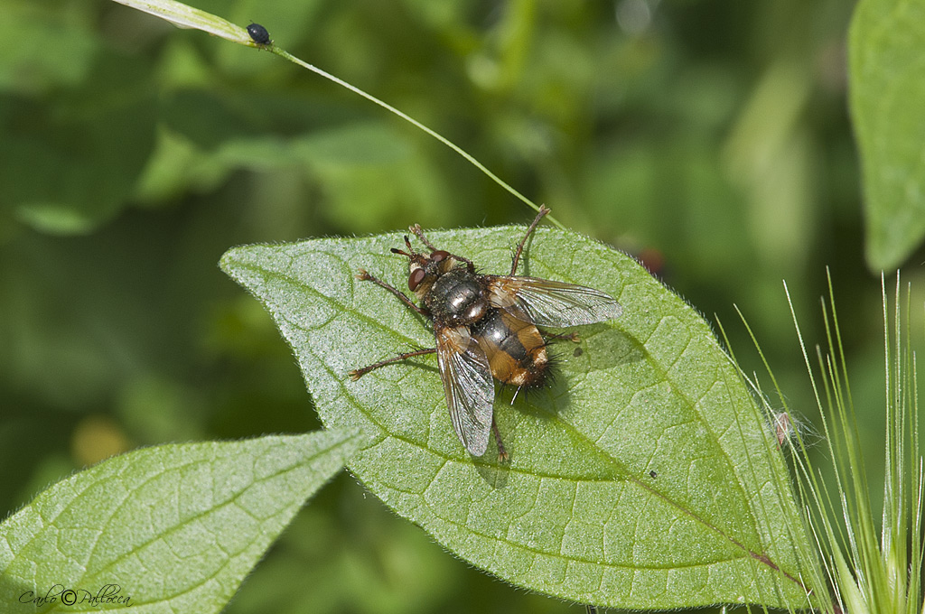 Tachina sp.