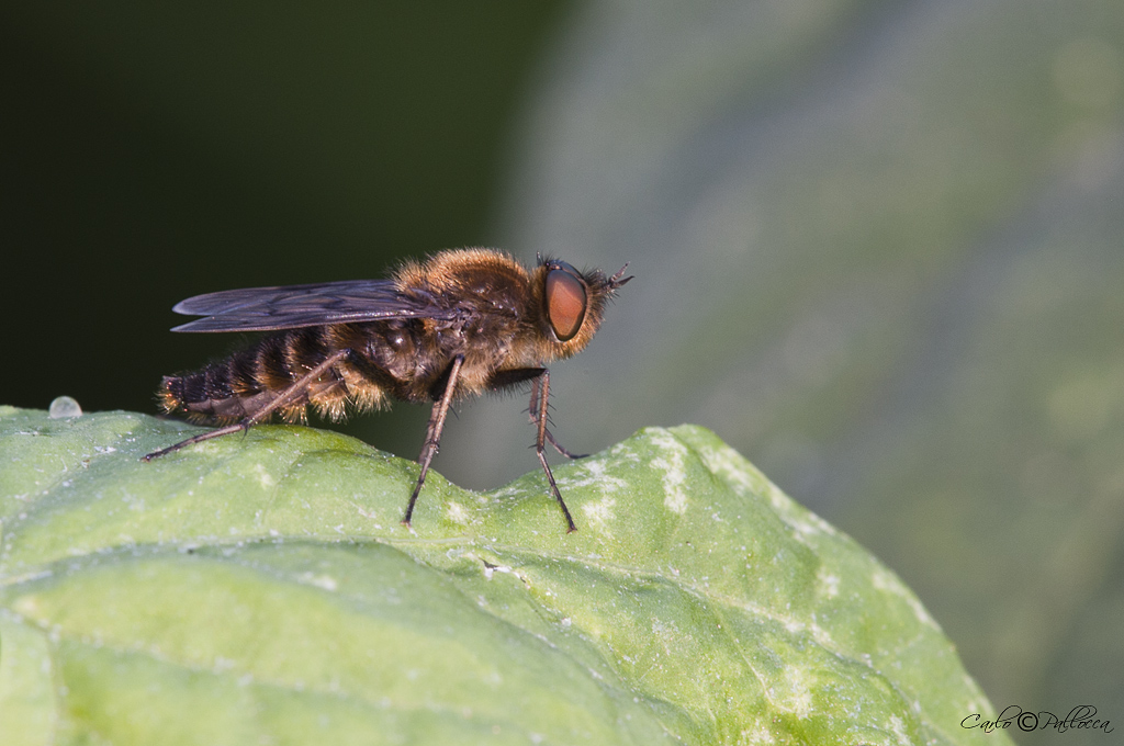 maschio di Thereva sp. (Therevidae)