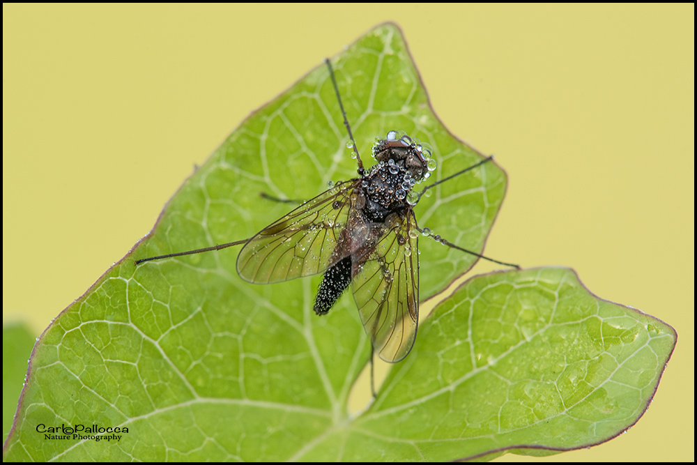 Chrysopilus cf. cristatus maschio (Rhagioniidae)