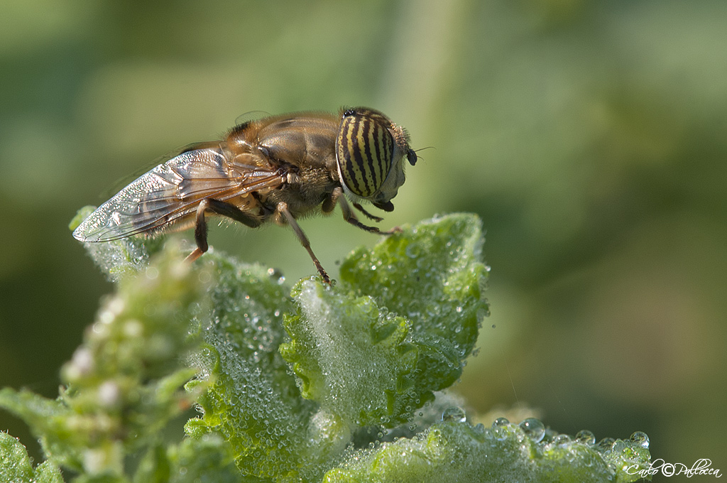 Mosca o syrphidae?