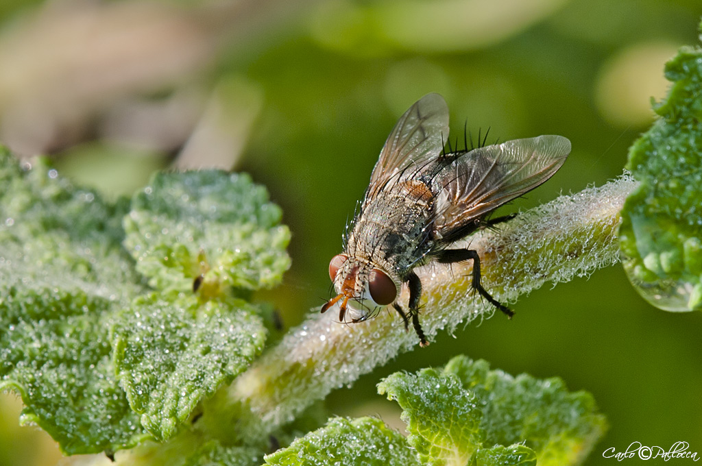 Muscidae Helina??