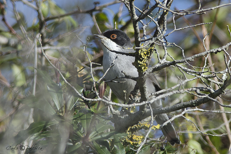 Occhiocotto