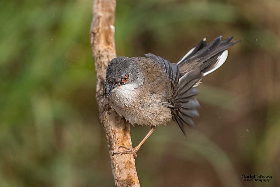 Occhiocotto femmina.