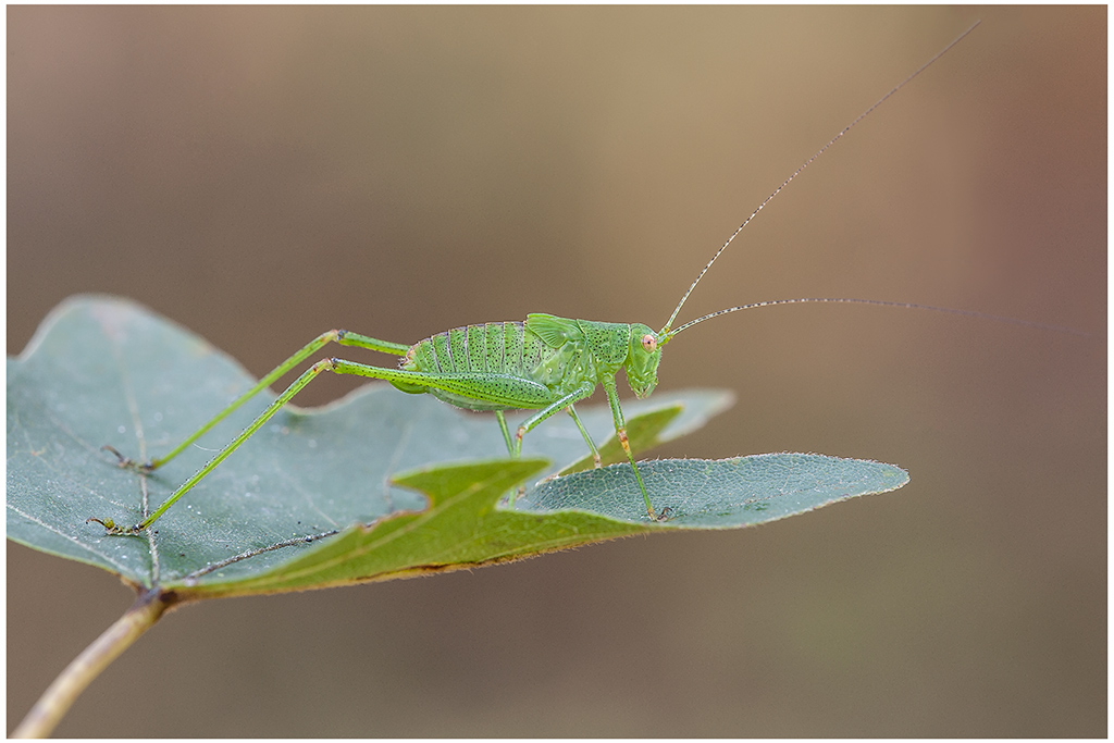 Phaneroptera nana, femmina sub-sub-adulta