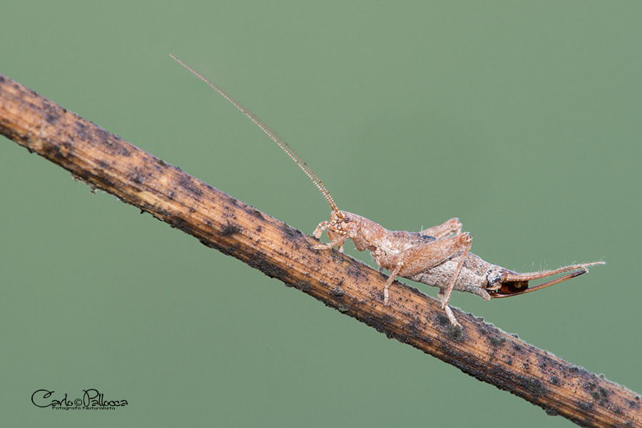 Arachnocephalus vestitus (Mogoplistidae),  femmina