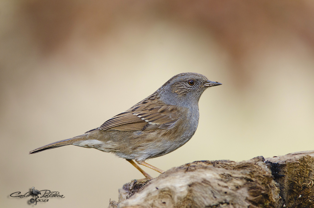 Passera scopaiola