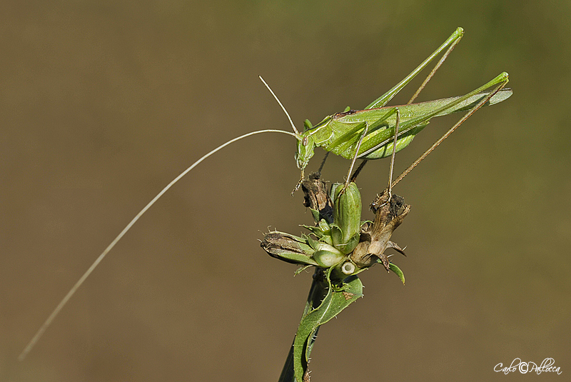 Phaneroptera nana? no Tylopsis liliifolia