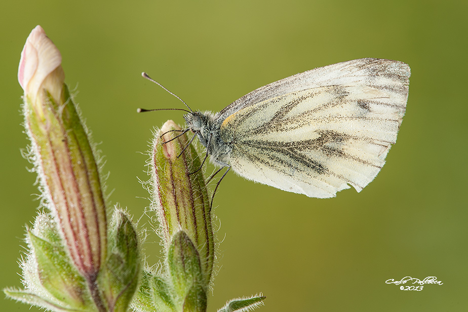 Pieris rapae