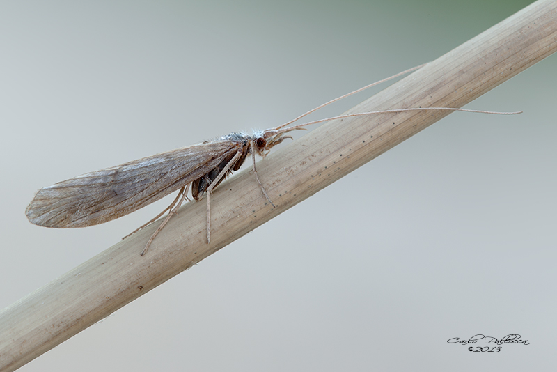 Odontocerum albicorne e Sericostoma sp. in copula