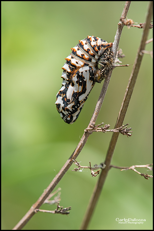 Pupa di Melitaea didyma