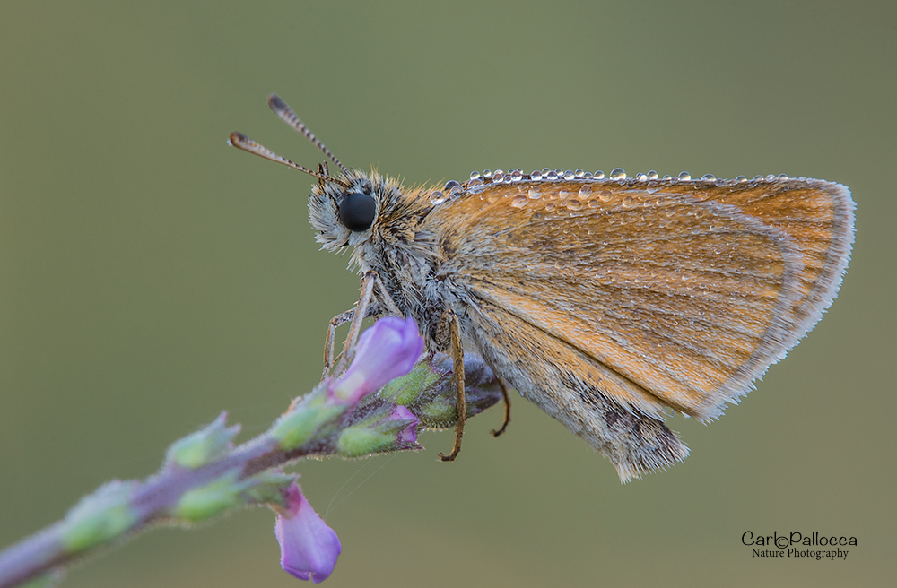 Pyrgus mattutina?  No, Thymelicus.