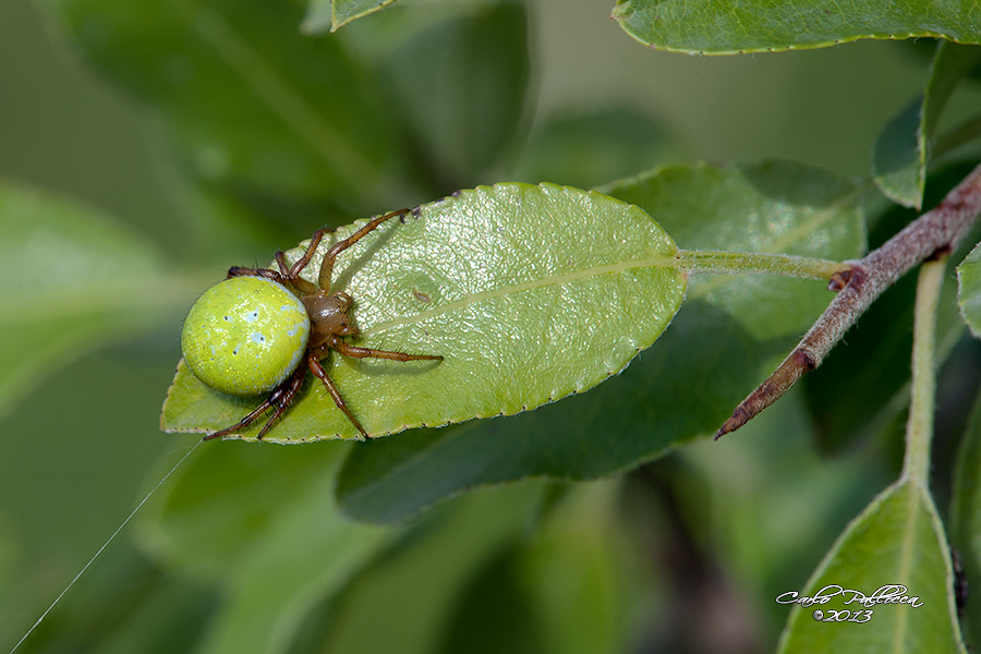 Araniella sp. - Norma (LT)