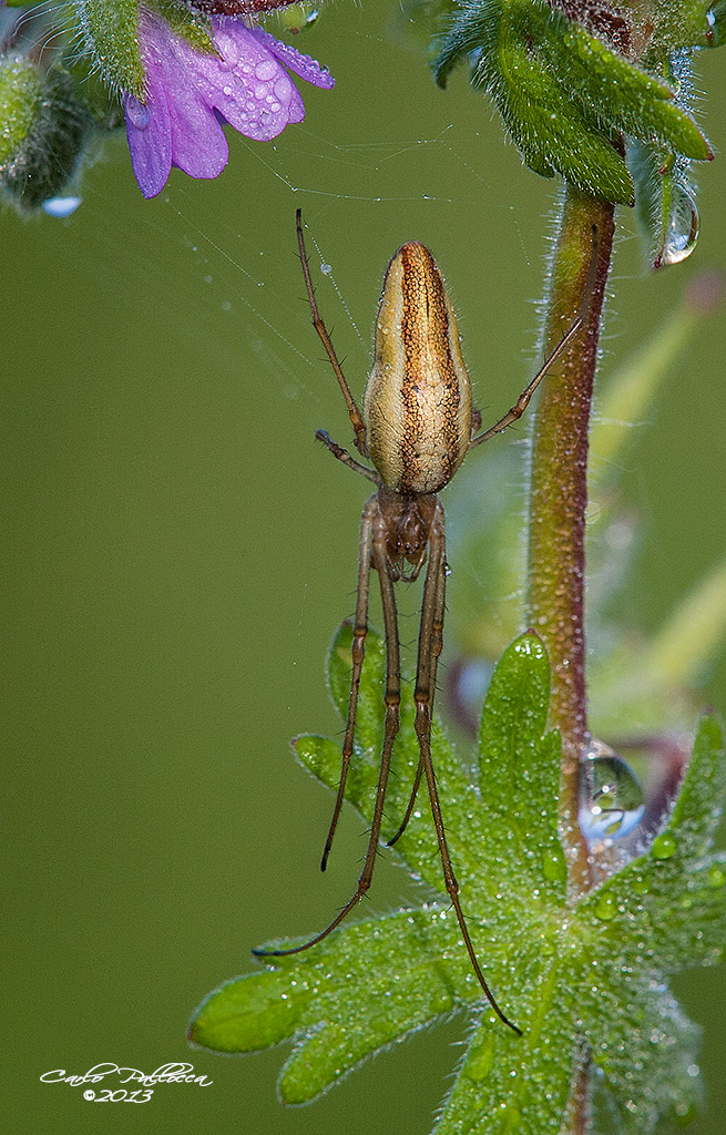 Focus Stacking