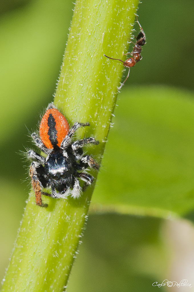 Maschio di Philaeus chrysops + formica