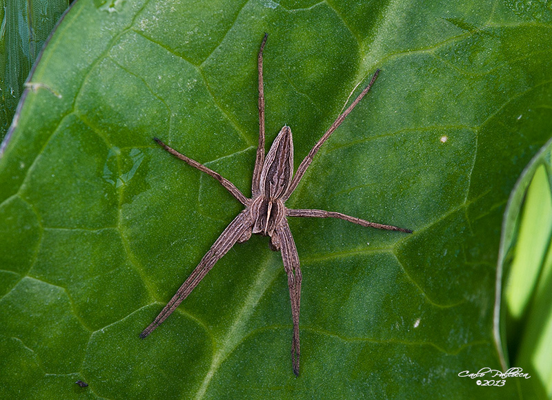 Pisaura sp., probabilmente P. mirabilis - Norma (LT)