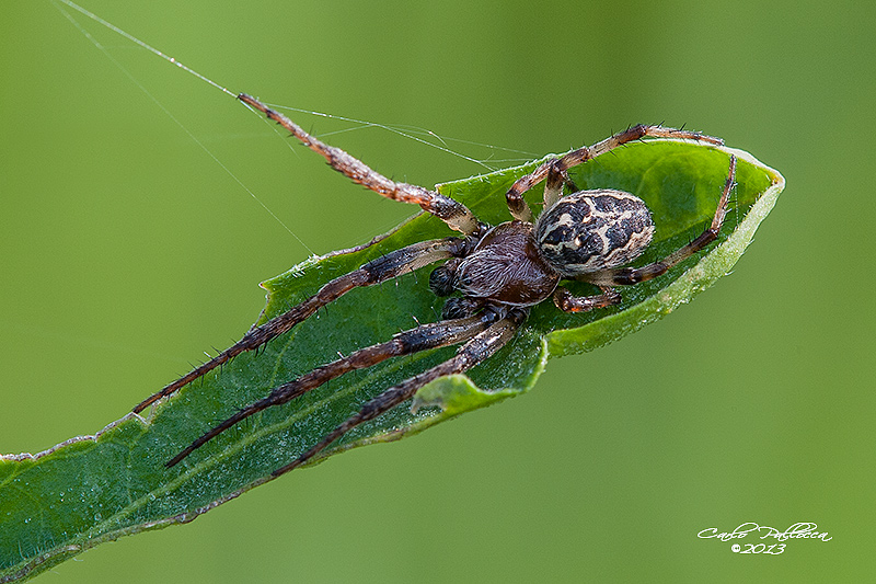 Maschio di Larinioides sp. - Latina