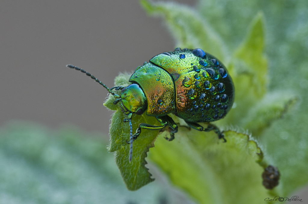 Cetoniidae! No. Chrysomelidae